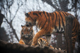 Thumbnail img_0313.jpg 