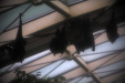 Thumbnail img_0339.jpg 