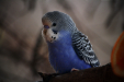 Thumbnail img_9145.jpg 