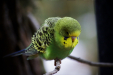 Thumbnail img_9150.jpg 