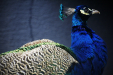 Thumbnail img_9153.jpg 
