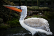 Thumbnail img_9163.jpg 