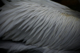 Thumbnail img_9191.jpg 