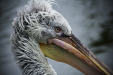 Thumbnail img_9194.jpg 