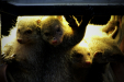 Thumbnail img_9208.jpg 
