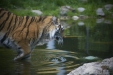 Thumbnail _mg_1083.jpg 