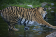 Thumbnail _mg_1085.jpg 