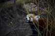 Thumbnail _mg_6505.jpg 