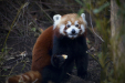 Thumbnail _mg_6515.jpg 
