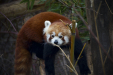 Thumbnail _mg_6524.jpg 