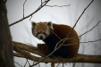 Thumbnail _mg_6529.jpg 
