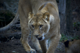 Thumbnail _mg_6538.jpg 