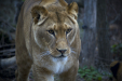 Thumbnail _mg_6539.jpg 