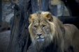 Thumbnail _mg_6553.jpg 