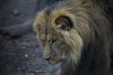 Thumbnail _mg_6555.jpg 