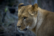 Thumbnail _mg_6563.jpg 