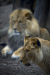 Thumbnail _mg_6571.jpg 