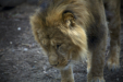 Thumbnail _mg_6576.jpg 