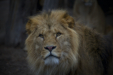 Thumbnail _mg_6584.jpg 