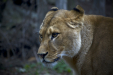 Thumbnail _mg_6603.jpg 