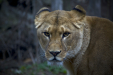 Thumbnail _mg_6605.jpg 