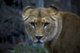 Thumbnail _mg_6606.jpg 