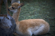 Thumbnail _mg_6609.jpg 