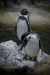 Thumbnail _mg_6617.jpg 