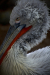 Thumbnail _mg_6667.jpg 