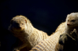 Thumbnail _mg_6679.jpg 