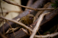 Thumbnail _mg_6946.jpg 