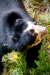 Thumbnail _mg_7090.jpg 