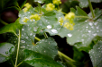 Thumbnail _mg_7111.jpg 