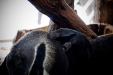 Thumbnail _mg_7157.jpg 