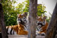 Thumbnail _mg_7280.jpg 