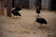 Thumbnail _mg_7321.jpg 