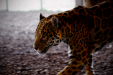 Thumbnail _mg_0576.jpg 