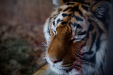 Thumbnail _mg_0601.jpg 