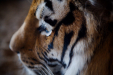 Thumbnail _mg_0611.jpg 