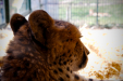 Thumbnail _mg_0727.jpg 