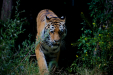 Thumbnail _mg_1901.jpg 