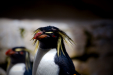Thumbnail _mg_1950.jpg 