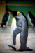 Thumbnail _mg_1952.jpg 