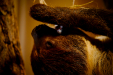 Thumbnail _mg_2115.jpg 