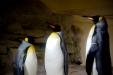 Thumbnail _mg_6668.jpg 