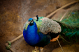 Thumbnail _mg_6691.jpg 