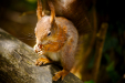Thumbnail _mg_6708.jpg 