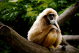 Thumbnail _mg_6887.jpg 