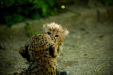 Thumbnail _mg_7095.jpg 