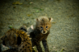Thumbnail _mg_7112.jpg 